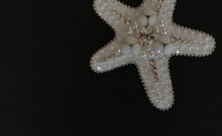Starfish  J o l i  Star